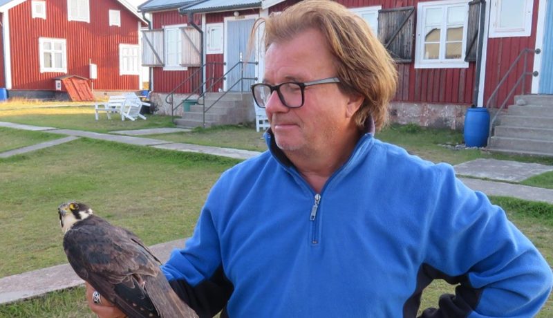 Man i blå tröja och glasögon med falk på handen.